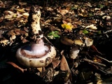 Cortinarius glutinosoarmillatus image