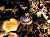 Cortinarius glutinosoarmillatus image