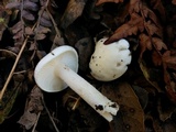 Hygrophorus eburneus image