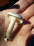 Hygrophorus eburneus image