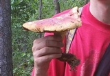 Boletus pallidoroseus image