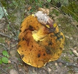 Boletus pallidoroseus image
