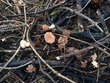 Gymnopus villosipes image