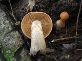 Cortinarius armillatus image