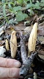 Clavariadelphus occidentalis image
