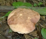 Tylopilus rubrobrunneus image