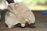 Earliella scabrosa image
