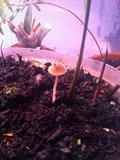 Conocybe tenera image