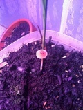 Conocybe tenera image
