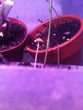 Conocybe tenera image