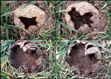Scleroderma polyrhizum image