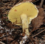 Suillus americanus image