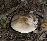 Agaricus pilatianus image
