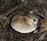Agaricus pilatianus image