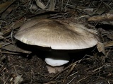 Agaricus pilatianus image