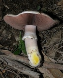 Agaricus pilatianus image