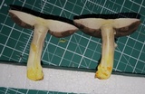 Agaricus pilatianus image