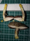Agaricus pilatianus image
