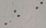 Agaricus pilatianus image