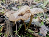 Entoloma chloropolium image