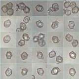 Entoloma chloropolium image