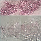 Entoloma chloropolium image