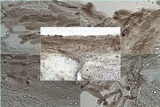 Entoloma chloropolium image