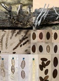 Xylaria longiana image