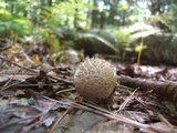 Lycoperdon echinatum image