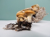 Leucopaxillus albissimus image