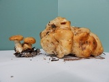 Leucopaxillus albissimus image
