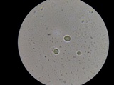 Leucopaxillus albissimus image