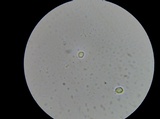 Leucopaxillus albissimus image