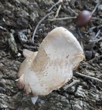 Lepiota ochraceodisca image