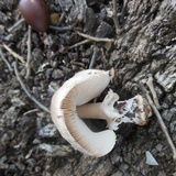Lepiota ochraceodisca image