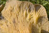 Craterellus lutescens image