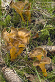 Craterellus lutescens image