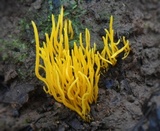 Clavulinopsis laeticolor image