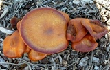 Gymnopilus luteofolius image