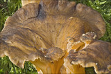 Craterellus lutescens image