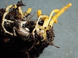 Cordyceps militaris image
