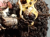 Cordyceps militaris image