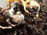 Cordyceps militaris image