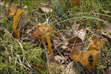 Craterellus lutescens image