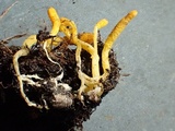 Cordyceps militaris image