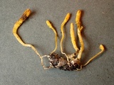 Cordyceps militaris image