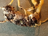 Cordyceps militaris image