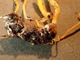 Cordyceps militaris image