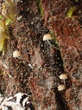 Mycena corticola image
