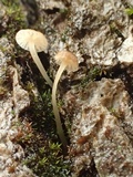 Mycena corticola image